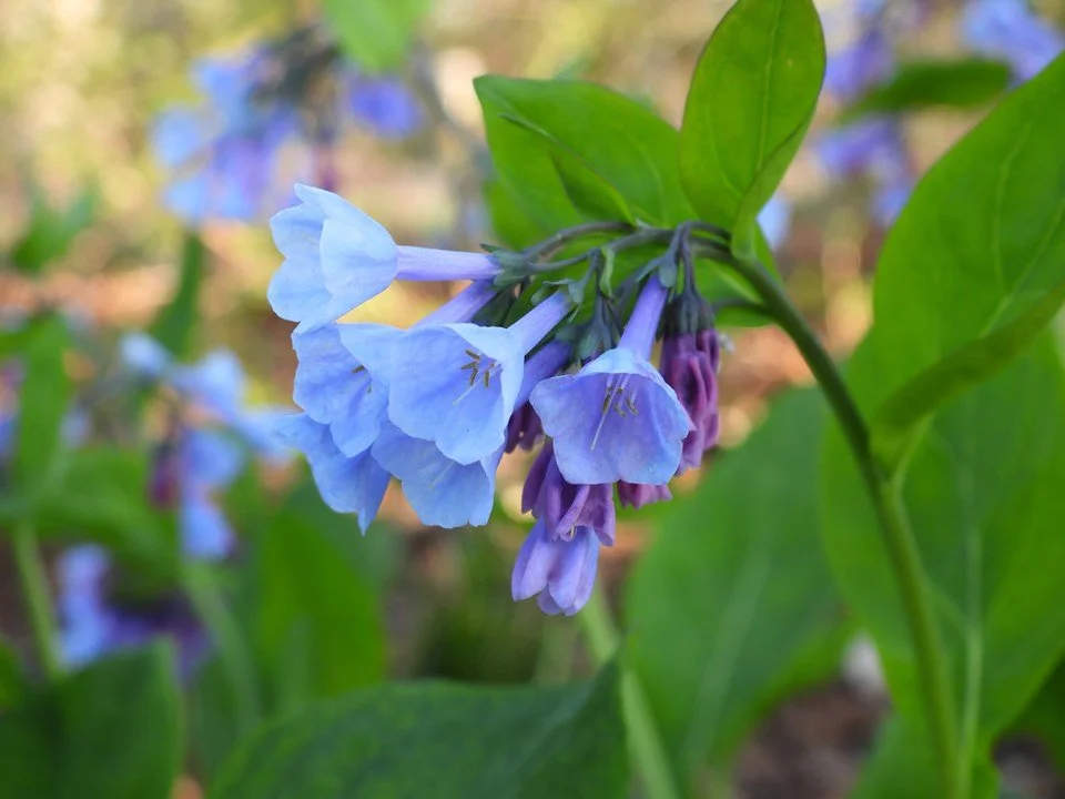 virginia bluebells.jpeg