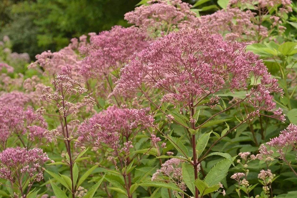 sweet joy pye weed.jpeg