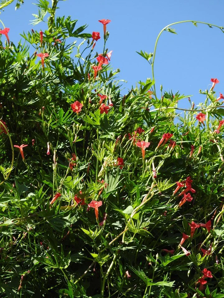 cardinal vine.jpg