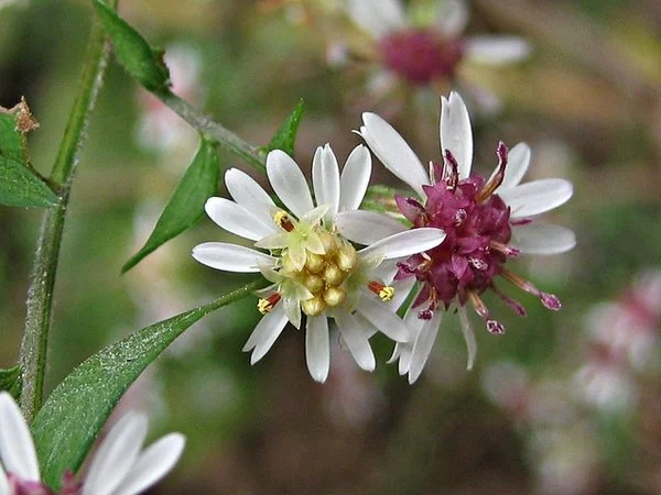 whitewood aster.jpg