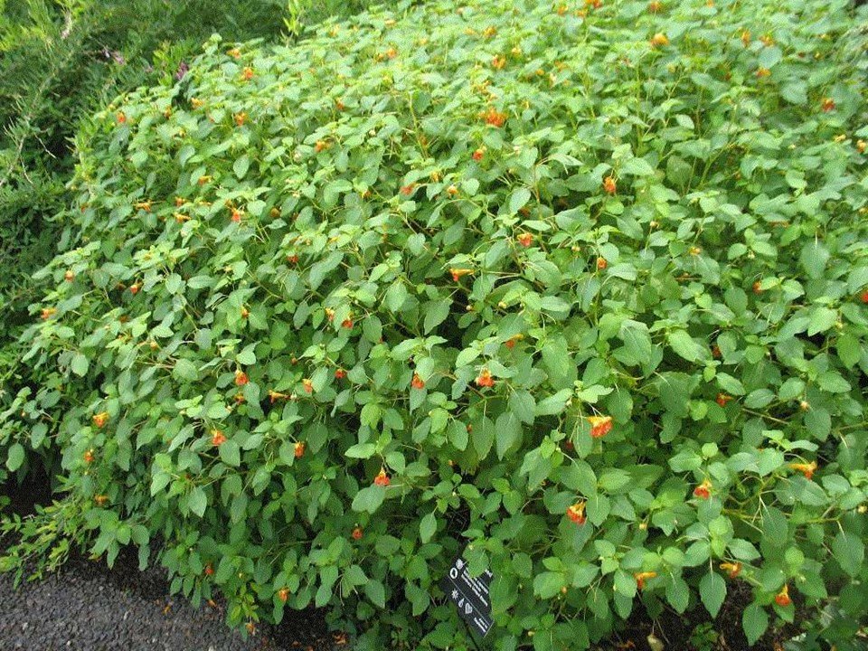 jewelweed whole plant.jpg