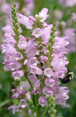 false dragonhead.jpg