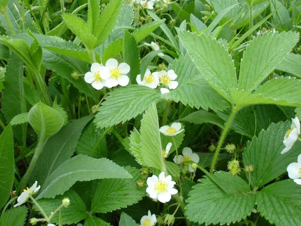 scarlet strawberries.jpg