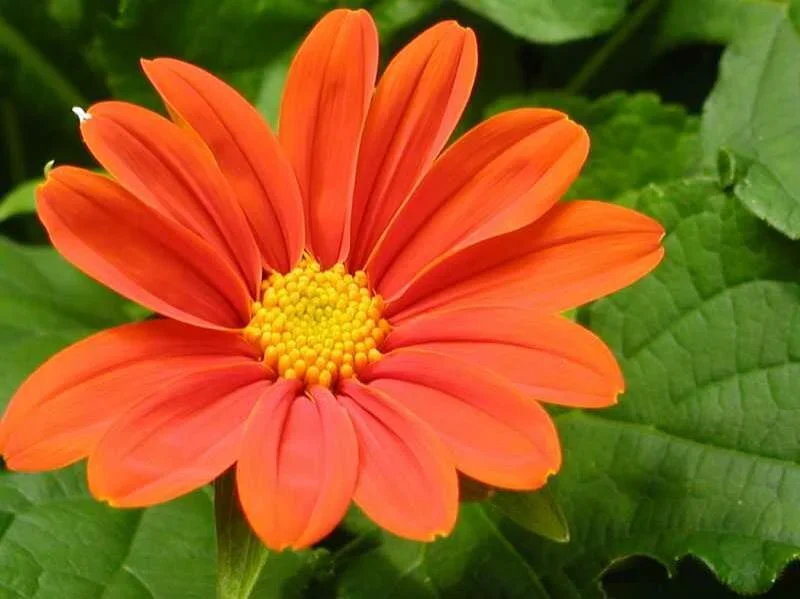 Mexican Sunflower (dwarf)