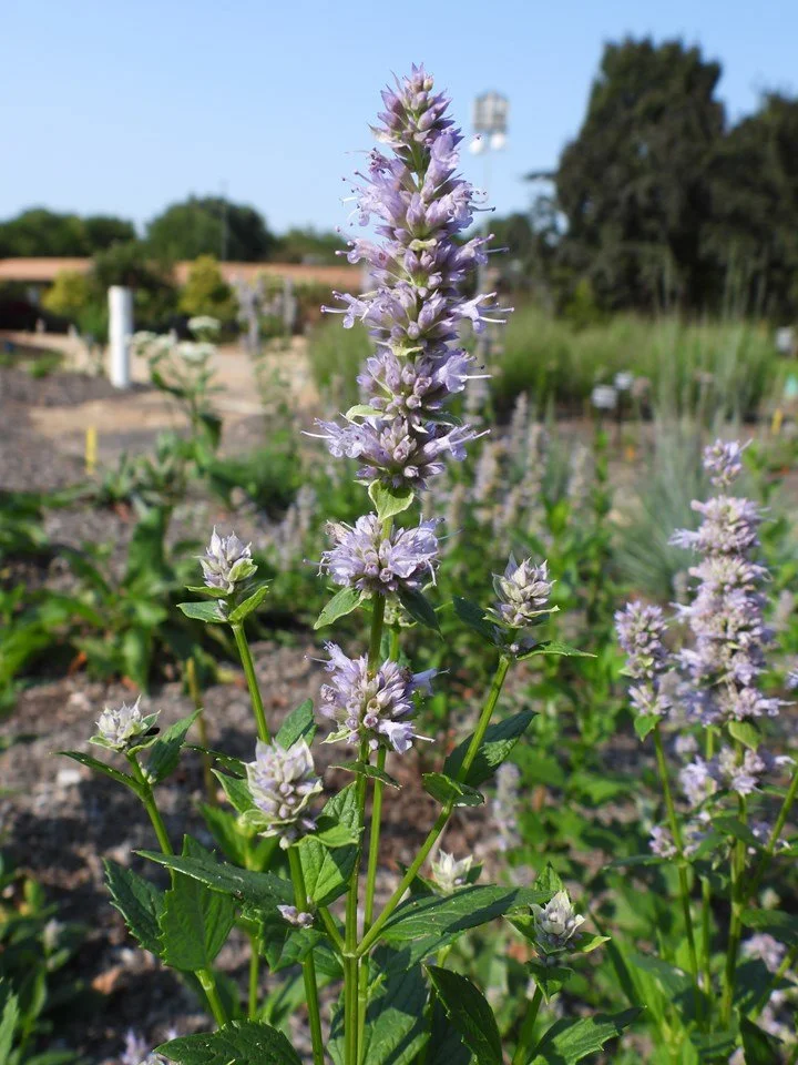 anise hyssop.jpeg