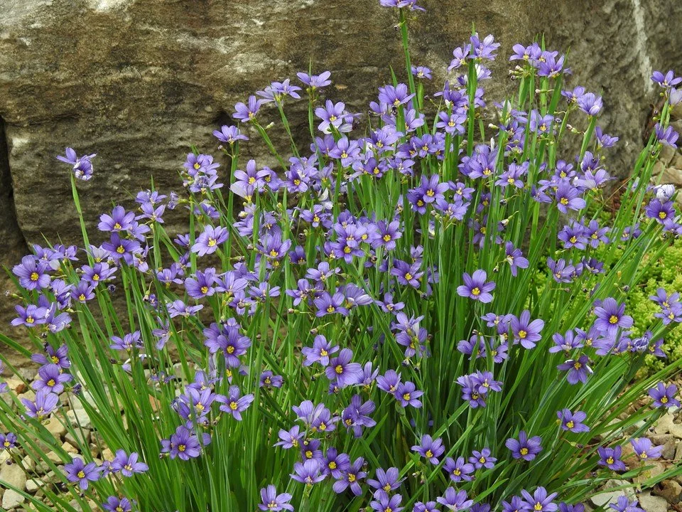 blue-eyed grass