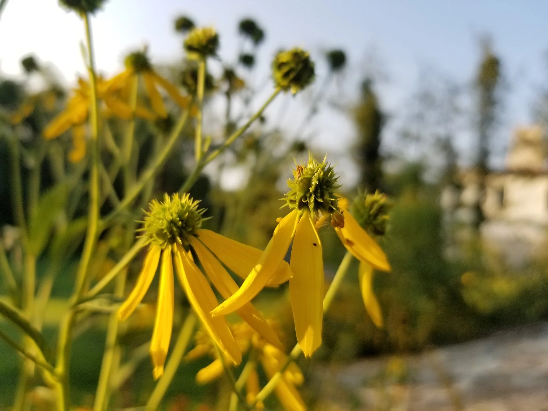 yellow ironweed.jpg