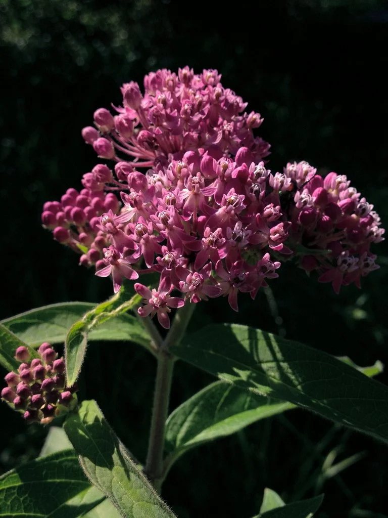 swamp milkweed - Fritz Flohr Reynolds.jpeg