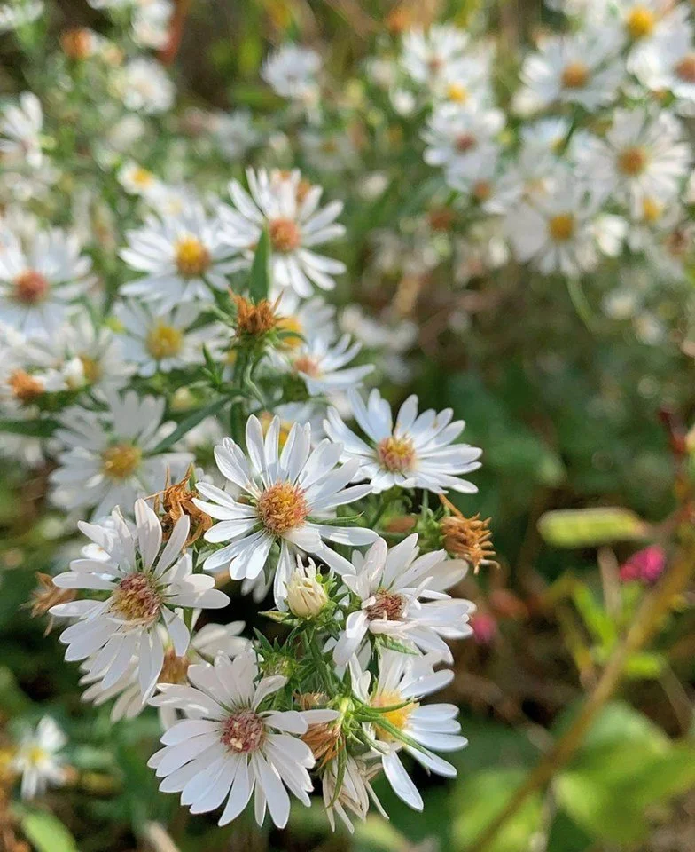 Heath Aster
