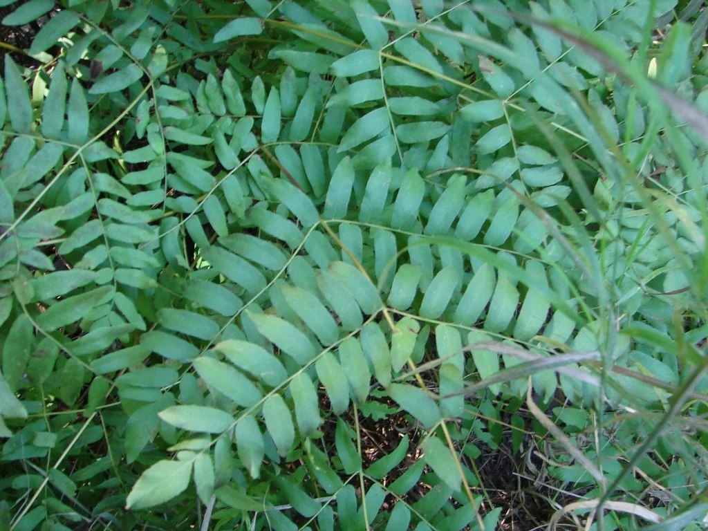 royal fern