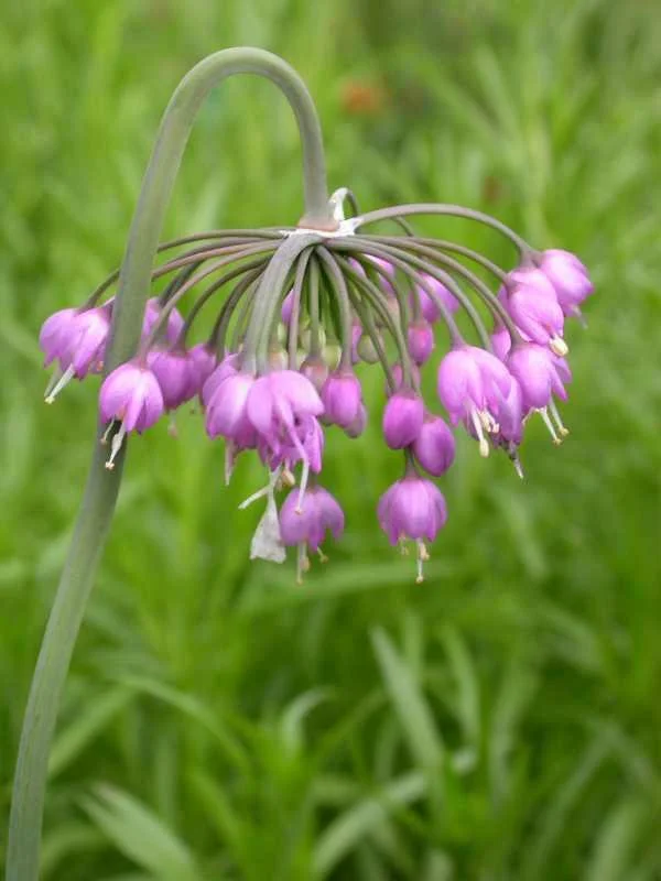 nodding onion.jpg