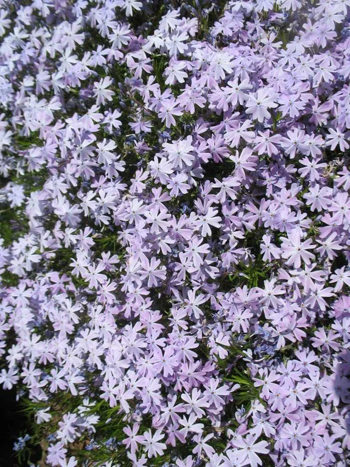 moss phlox.jpg