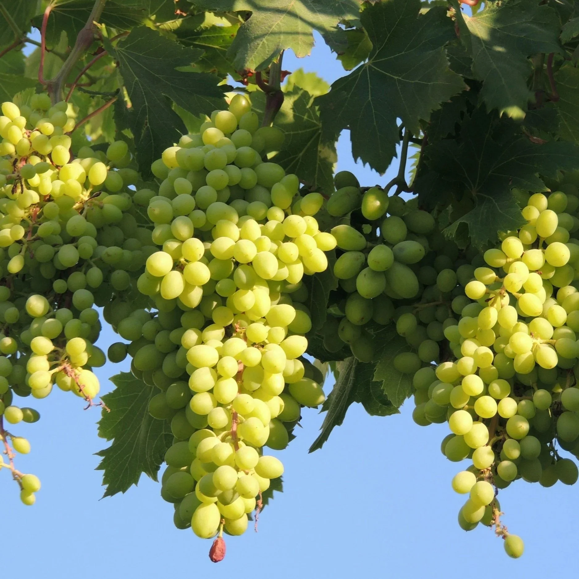 Abide in Christ Pt 2: We bear no fruit by ourselves