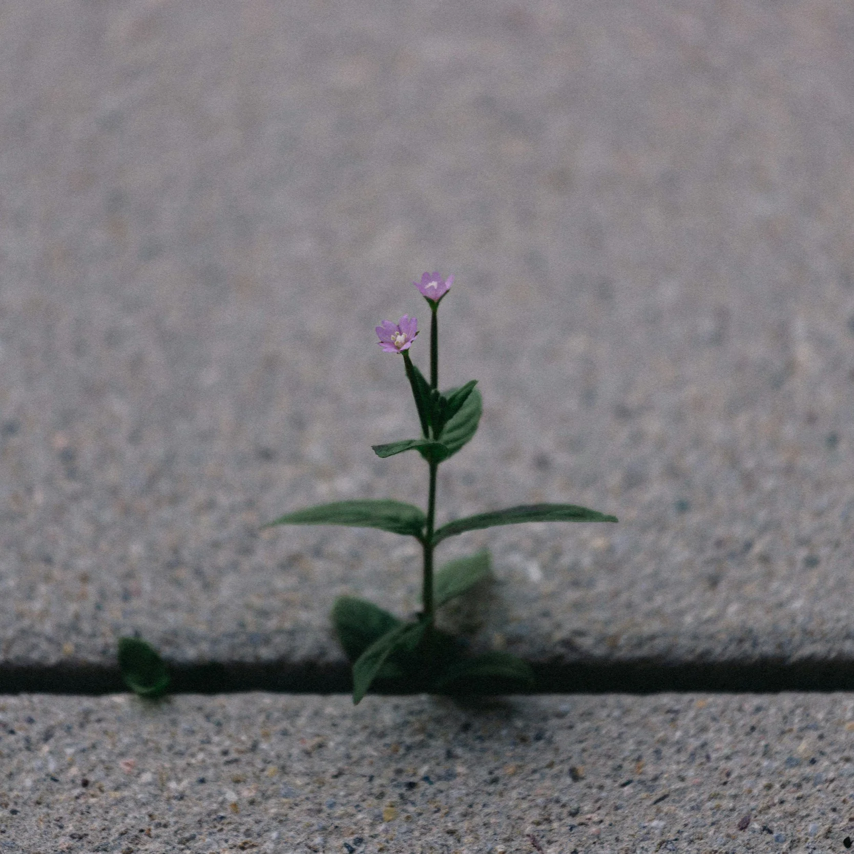 Abide in Christ Pt 10: Overcome the world