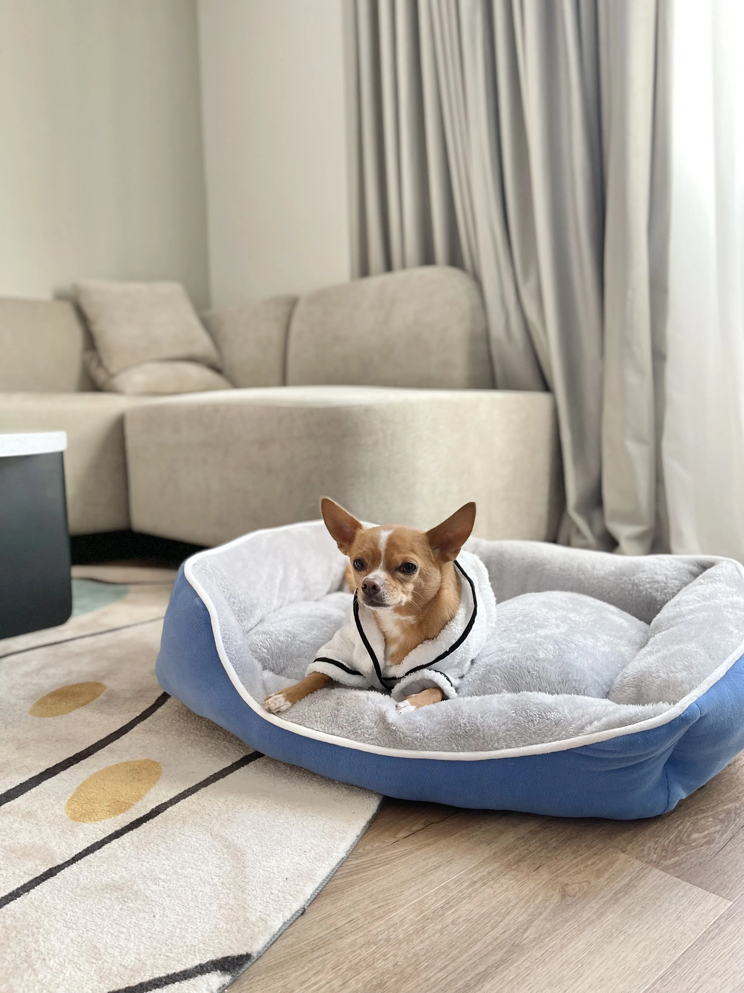 Hyatt House South Melbourne Pet Friendly Campaign