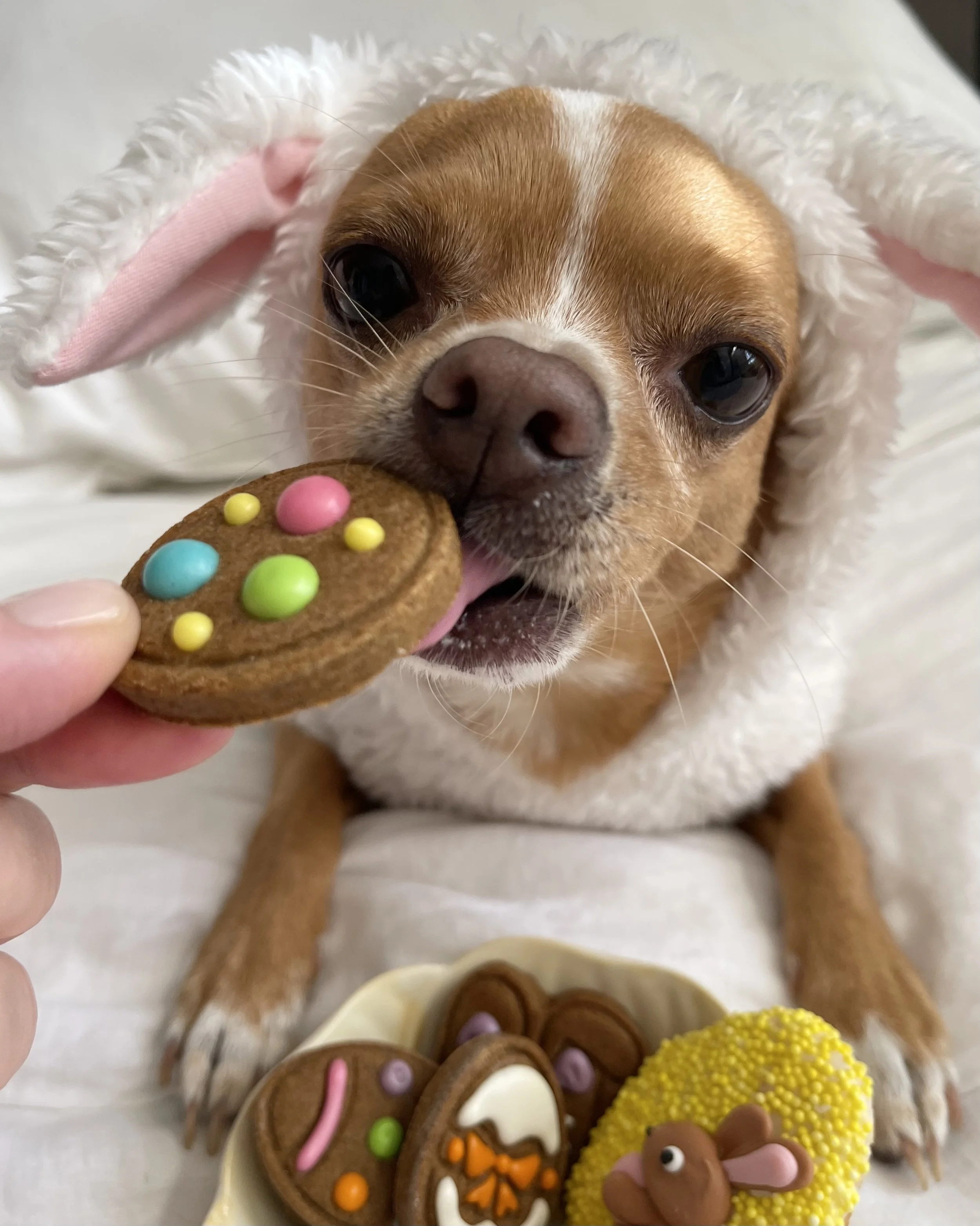 Petbarn Easter Campaign