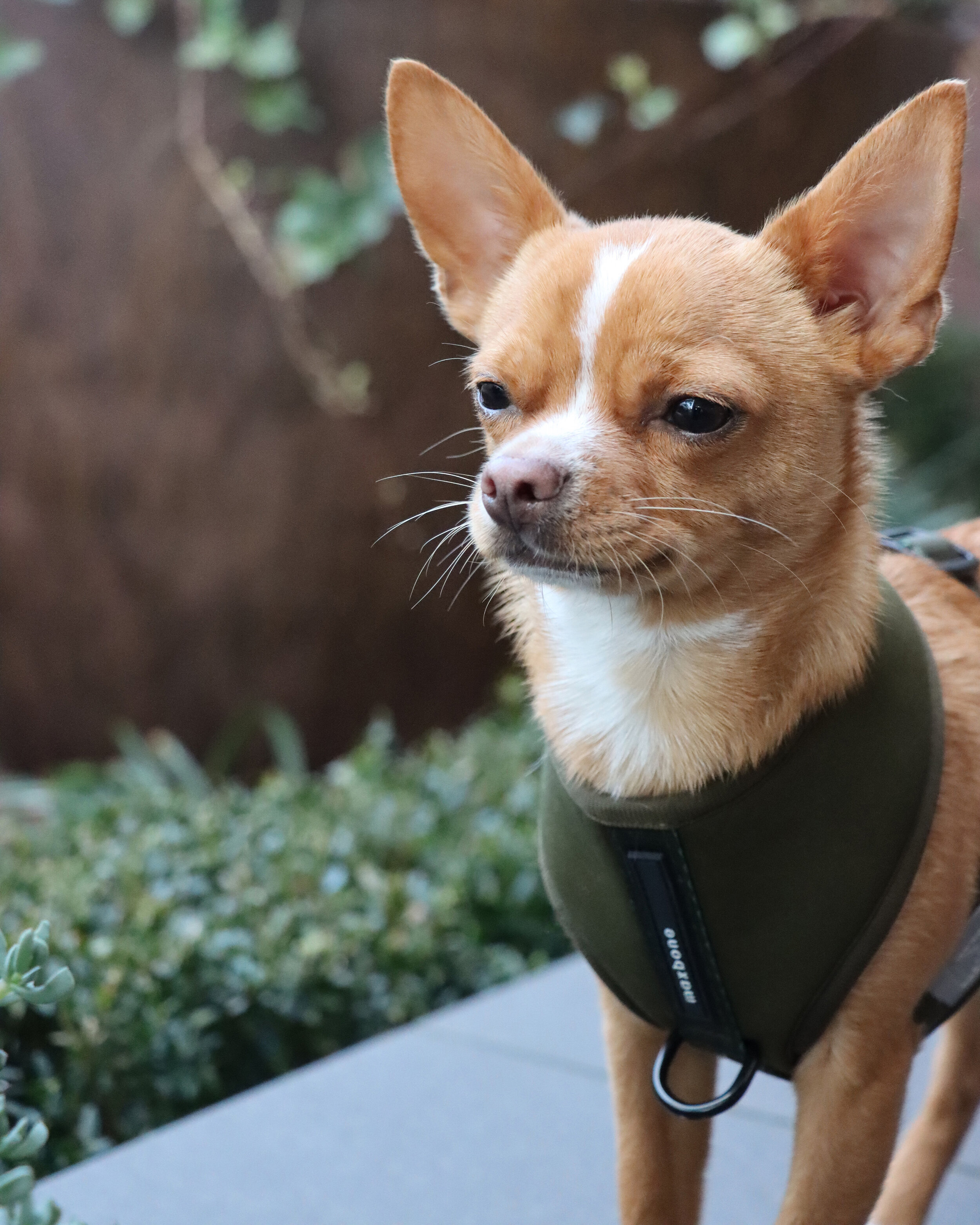 Eddie the Chihuahua