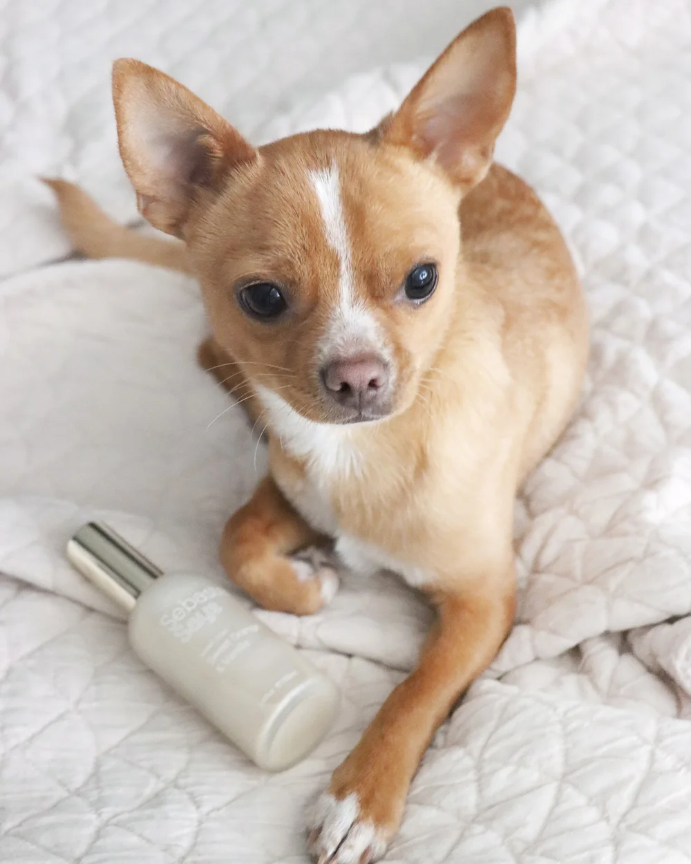 Sebastian Says Animal Spritz - Sweet Orange and Vanilla