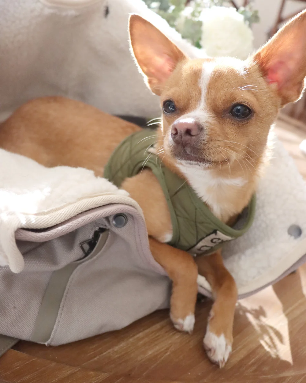 Max Bone Globe Trotter Harness