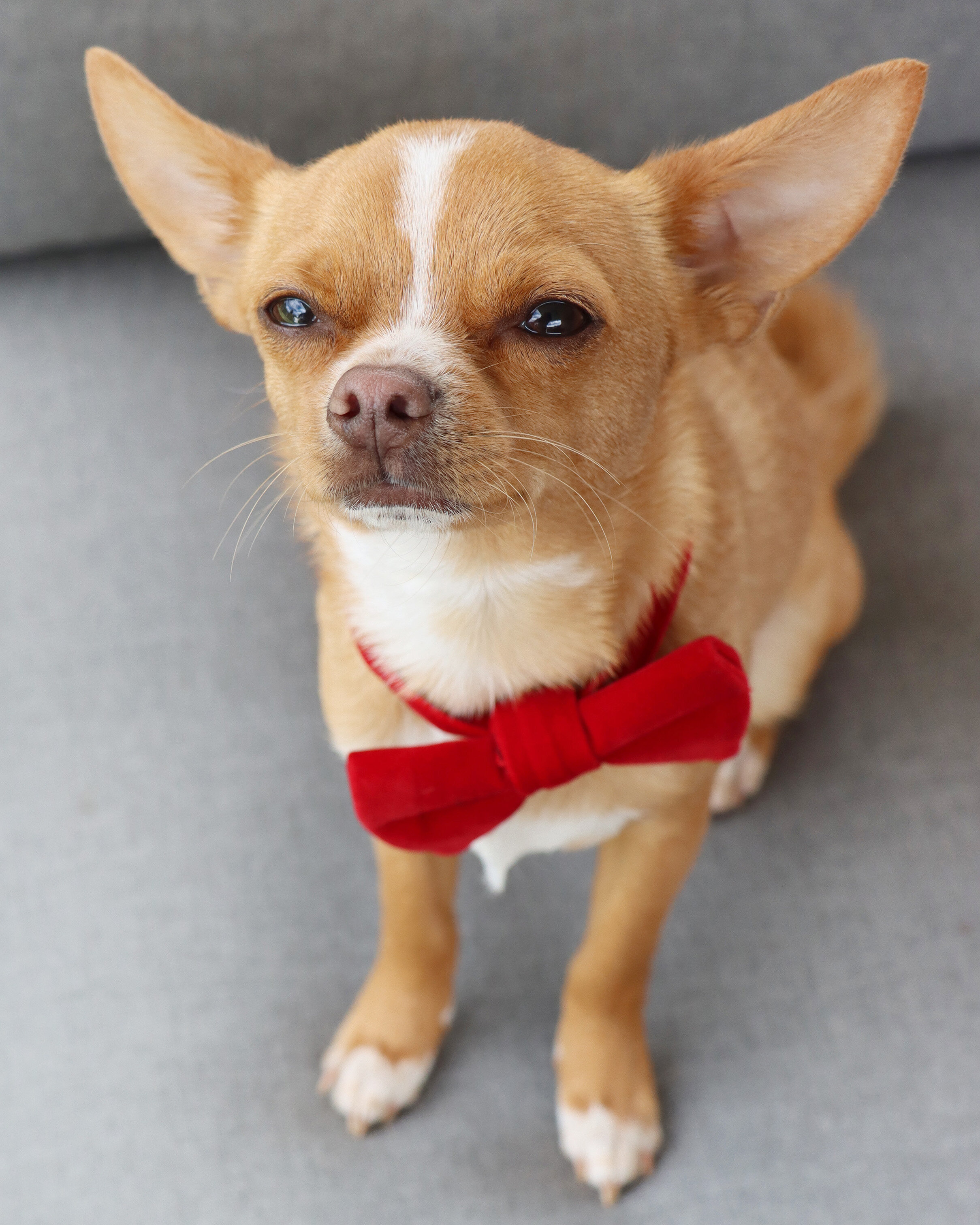 Max Bone Bow Tie