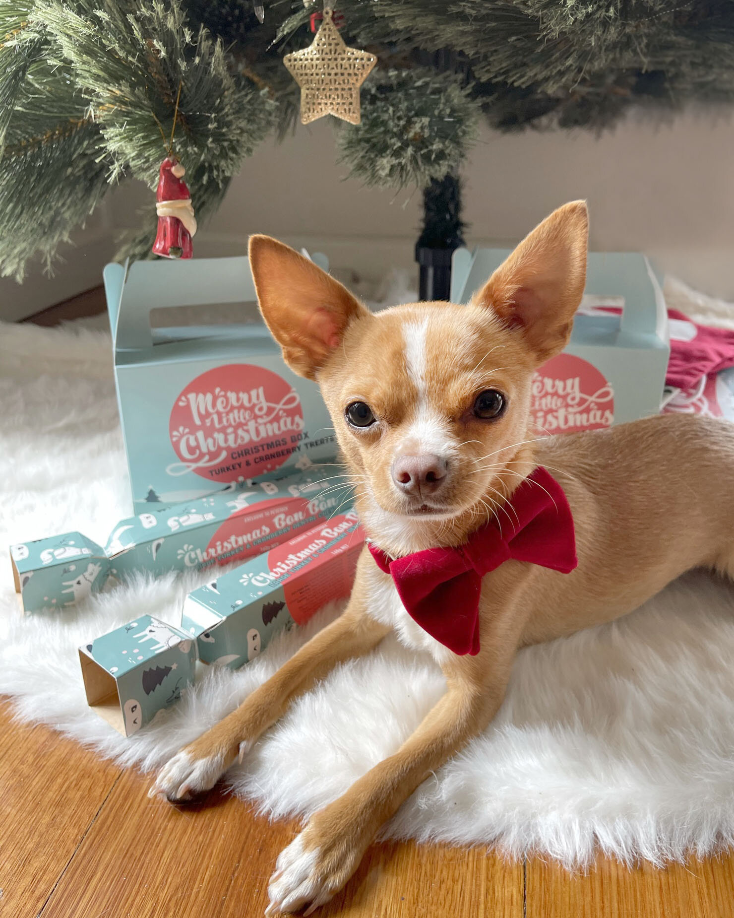 PETstock Merry Little Christmas Treats