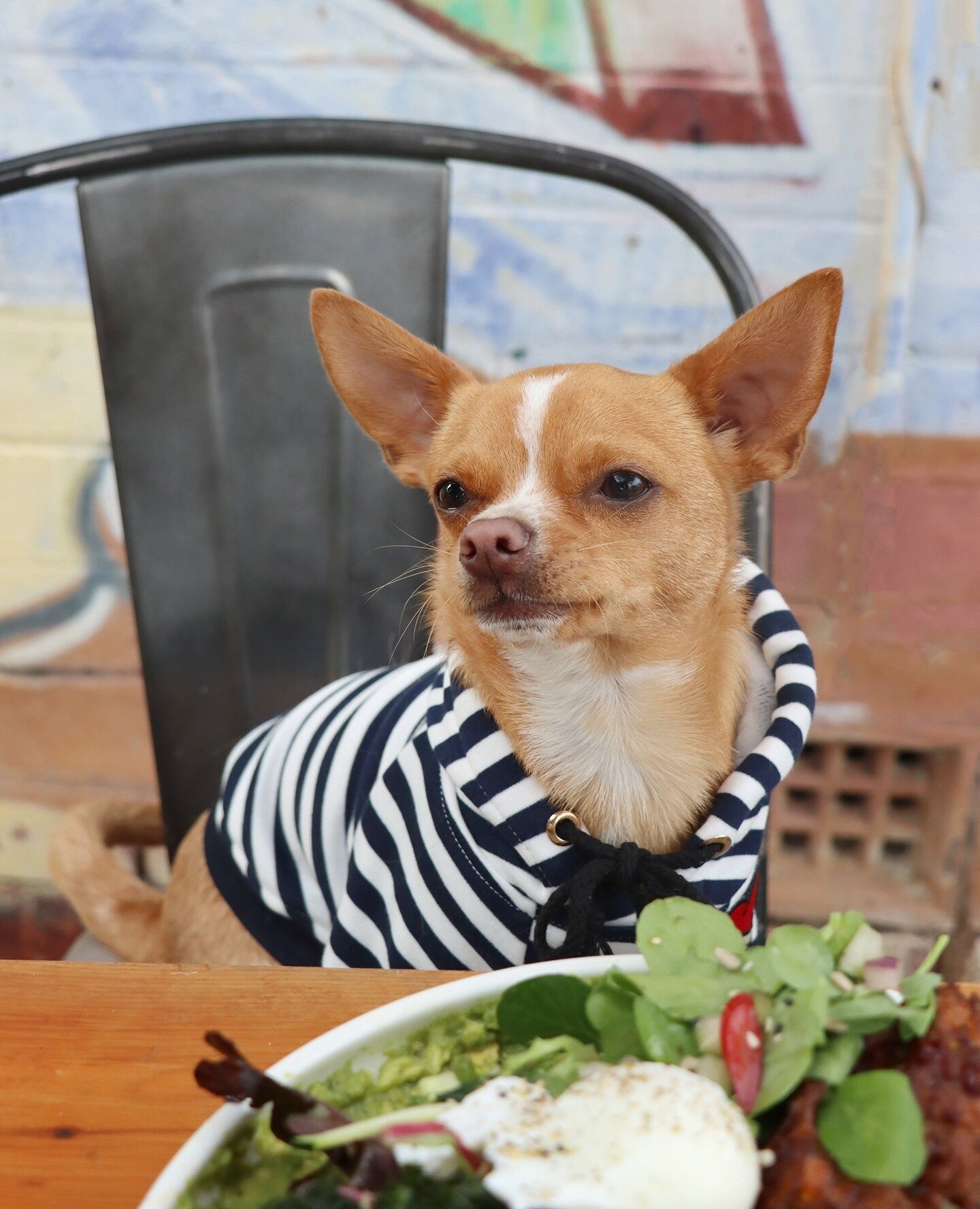 Weekends done right ✅⁠
Sunday brunch and your best mate💕⁠
⁠
Hope you've had a great weekend!⁠
⁠____________________________________⠀⁠⁠
@eddie.thechihuahua 📸🐕 ⁠
⁠
Wearing new @hellopethaus Best Mate hoodie⁠
(make sure you check out the new collecti