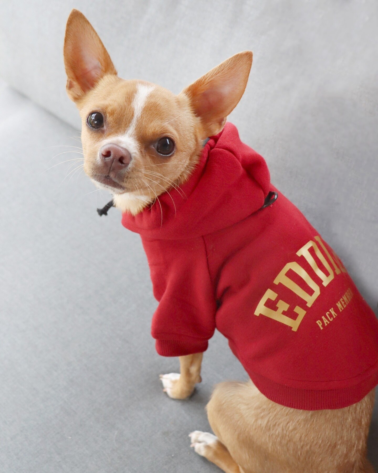 Ed. In red. ❤️⁠
Do you want to be on my team?⁠
_____________________________________⠀⁠
@eddie.thechihuahua 📸🐕 ⁠
⁠
⁠wearing new @hellopethaus custom Team Player hoodie⁠
code EDDIE will save you 10%⁠
⁠
⁠____________________________________⠀⁠⁠
🐕 Eddi