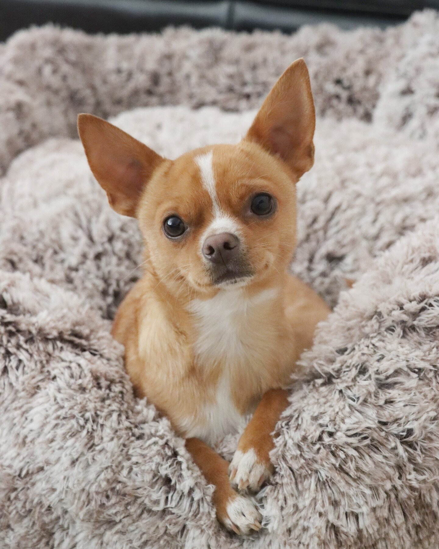 Want to snuggle with me? There's plenty of room.⁠
⁠⁠_____________________________________⠀⁠
@eddie.thechihuahua 📸🐕 ⁠
⁠
⁠
calming bed from @therapetbeds⁠
⁠
⁠
⁠____________________________________⠀⁠⁠
🐕  Eddie the Chihuahua⁠
 🇦🇺 Melbourne Dog ~ Cut