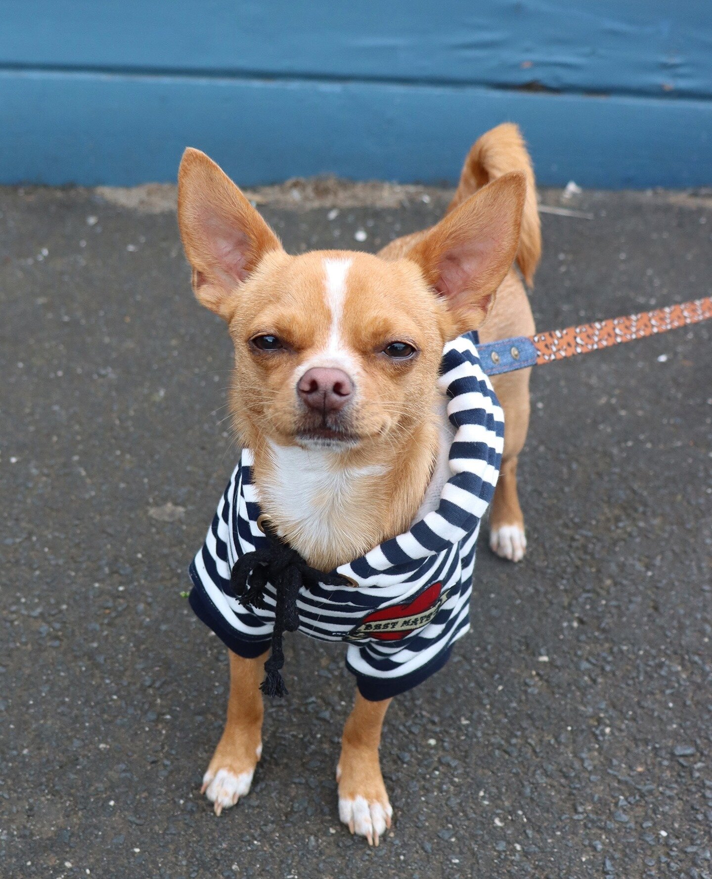 Stripes, street style.⁠ ⭐⁠
_____________________________________⠀⁠
@eddie.thechihuahua 📸🐕 ⁠
⁠
wearing @hellopethaus best mate hoodie and dog leash⁠
⁠
code EDDIE will save you 10%⁠
⁠____________________________________⠀⁠⁠
🐕 Eddie the Chihuahua⁠
🇦?