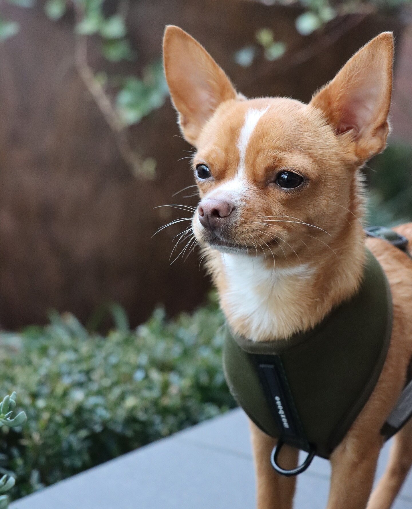 I can see the weekend from here, and I like what I see! 👀
____________________________________⠀⁠
@eddie.thechihuahua 📸🐕 ⁠
⁠
wearing @themaxbone sport harness in Olive⁠
⁠code EDDIE15 will save you 15% at max-bone💰⁠
max-bone.bop8.net/g20e9⁠
⁠
⁠
.⠀⁠