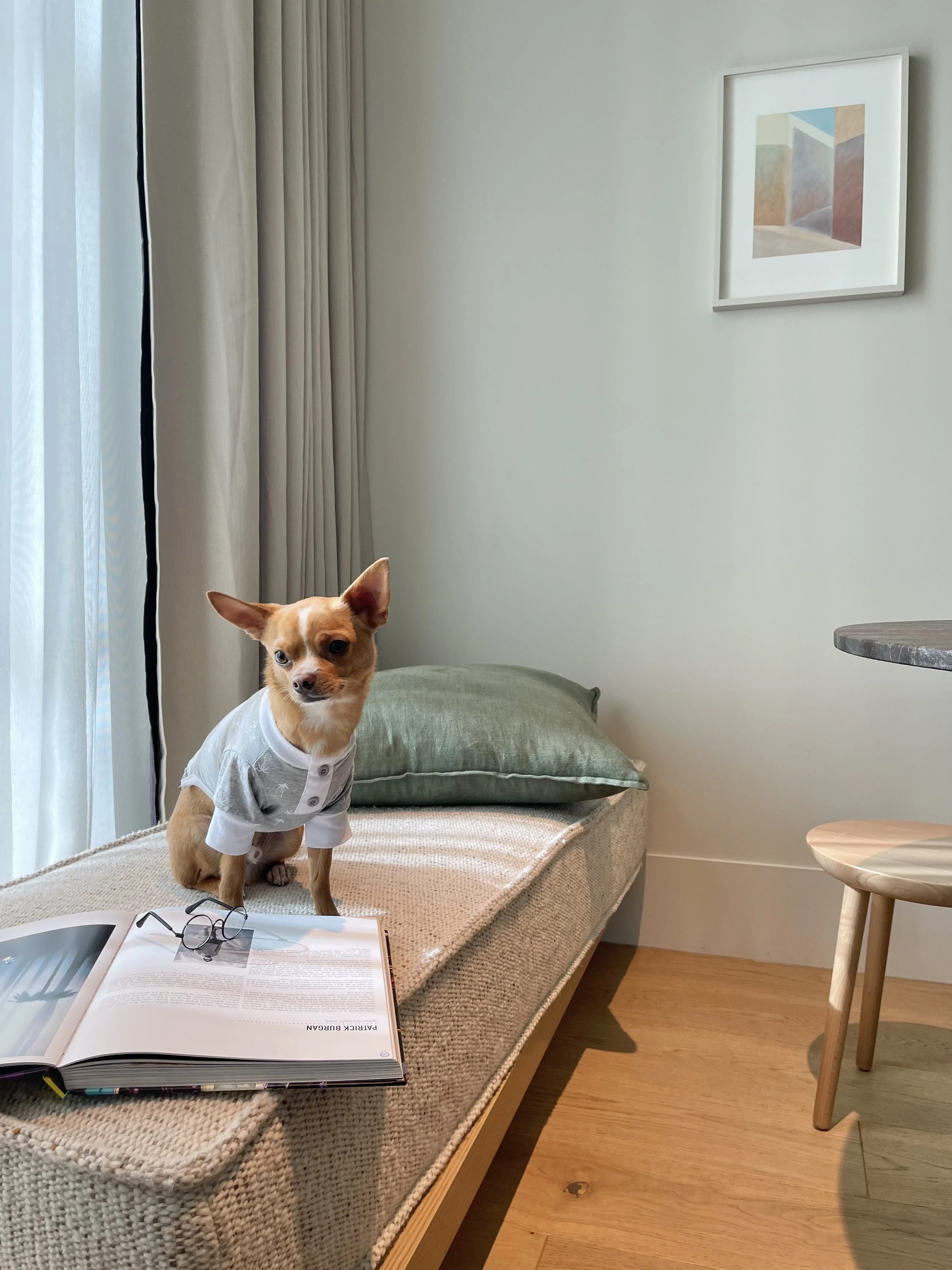 Hyatt Centric Dog Friendly Hotel Campaign
