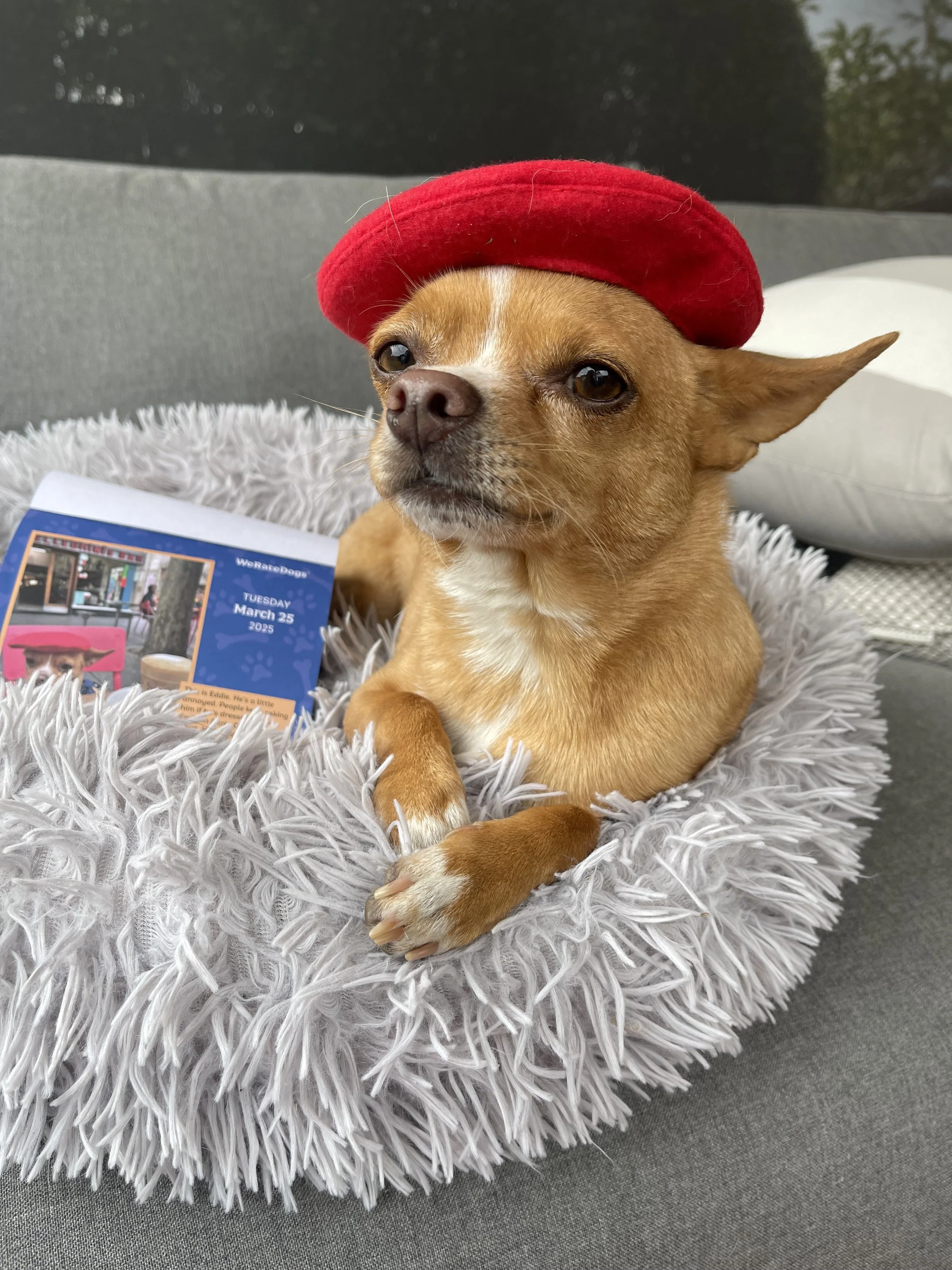 We Rate Dogs 2025 Calendar