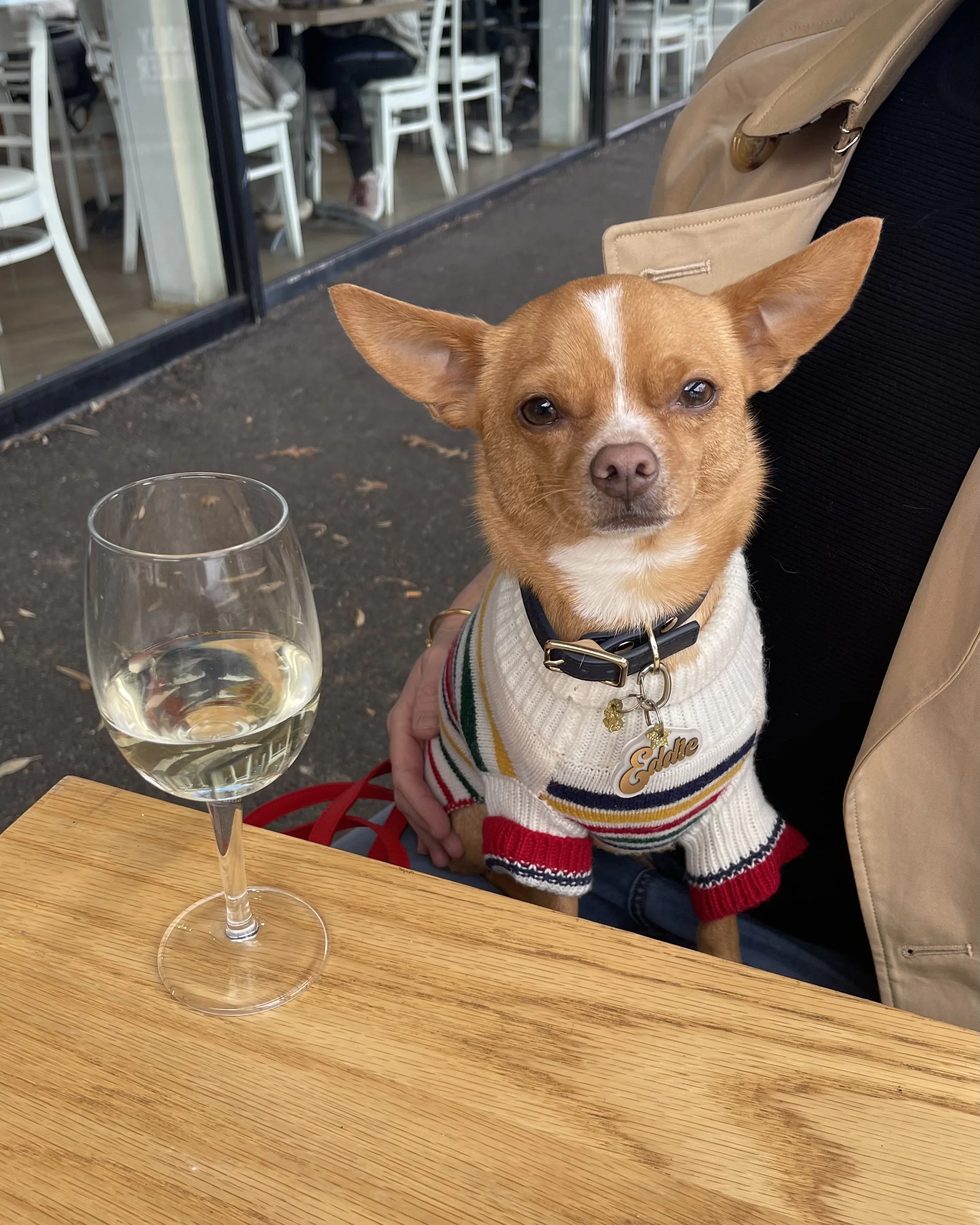 Jolly Miller Dog Friendly Cafe Campaign