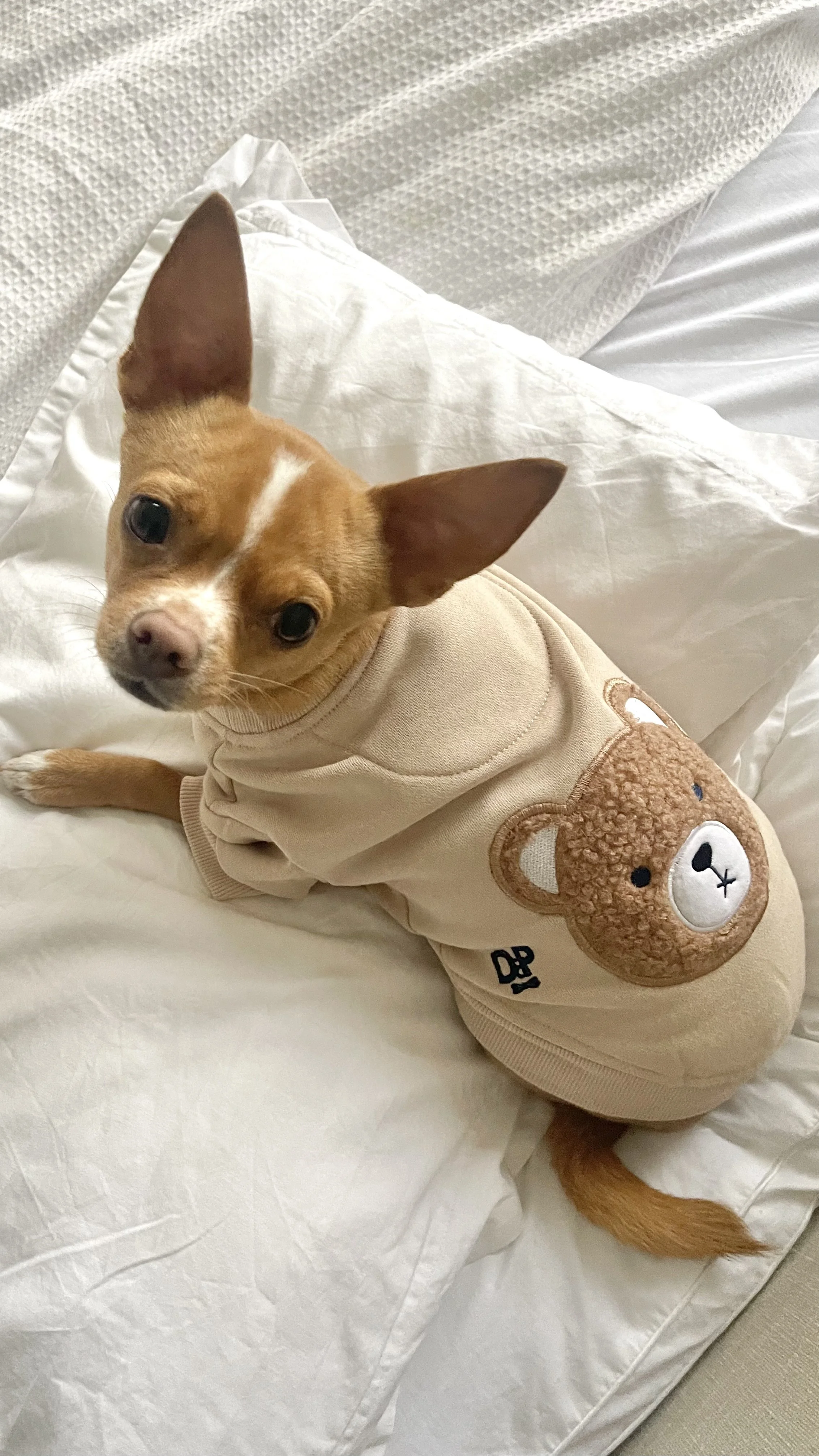 Darren & Phillip Pet Fashion Campaign