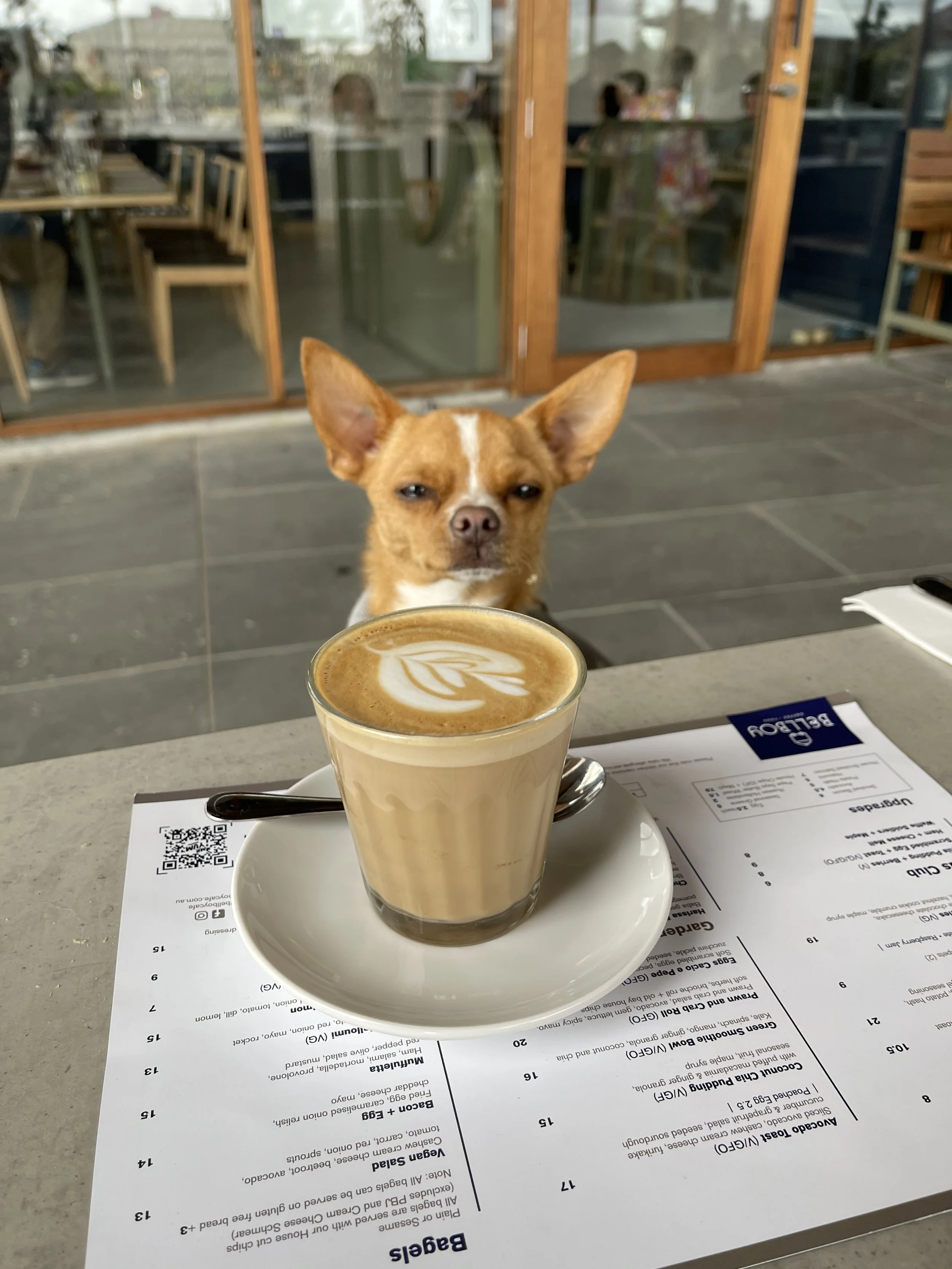 Dog Friendly Cafe Campaigns