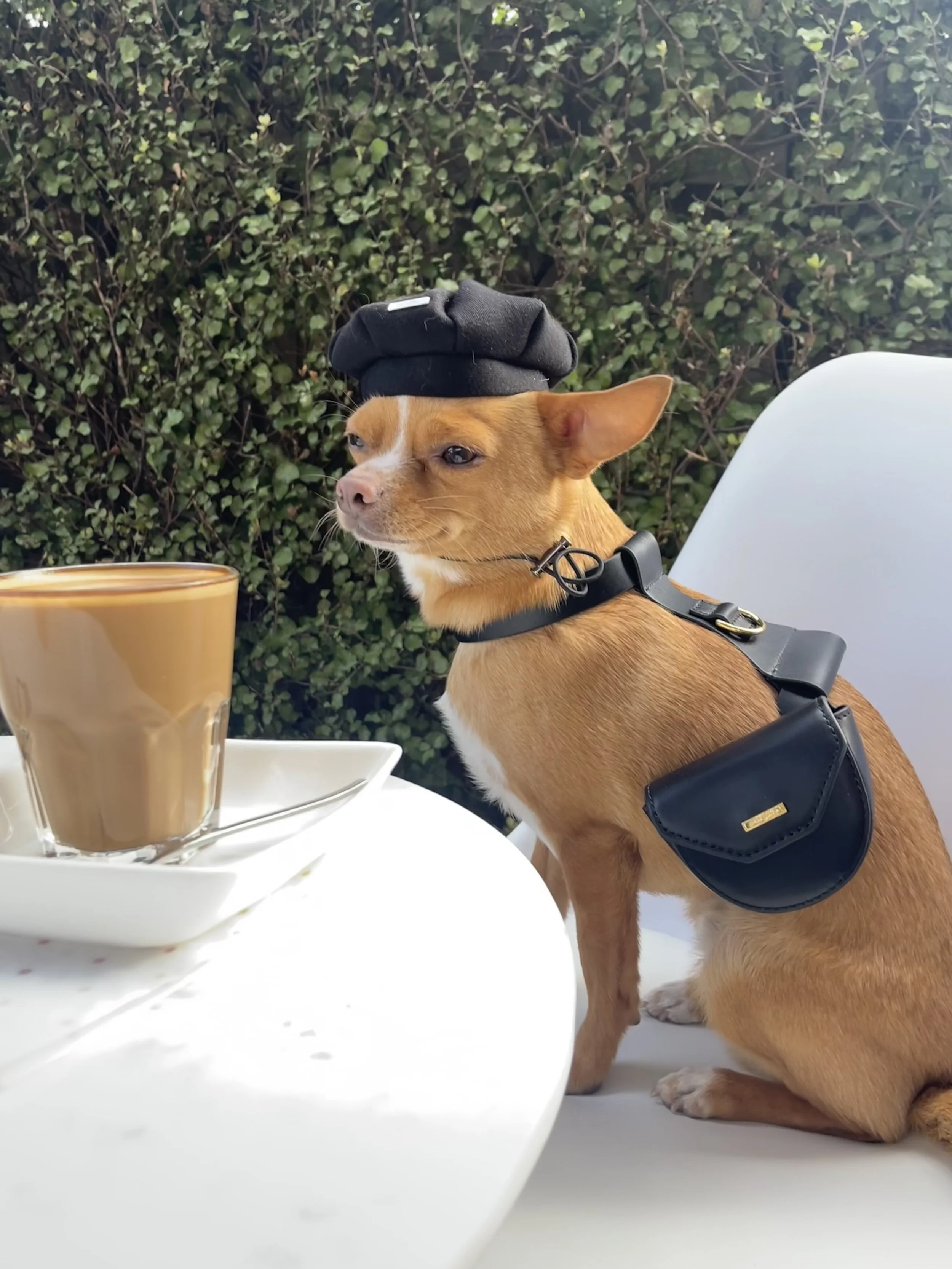 Overglam Pet Fashion Campaign