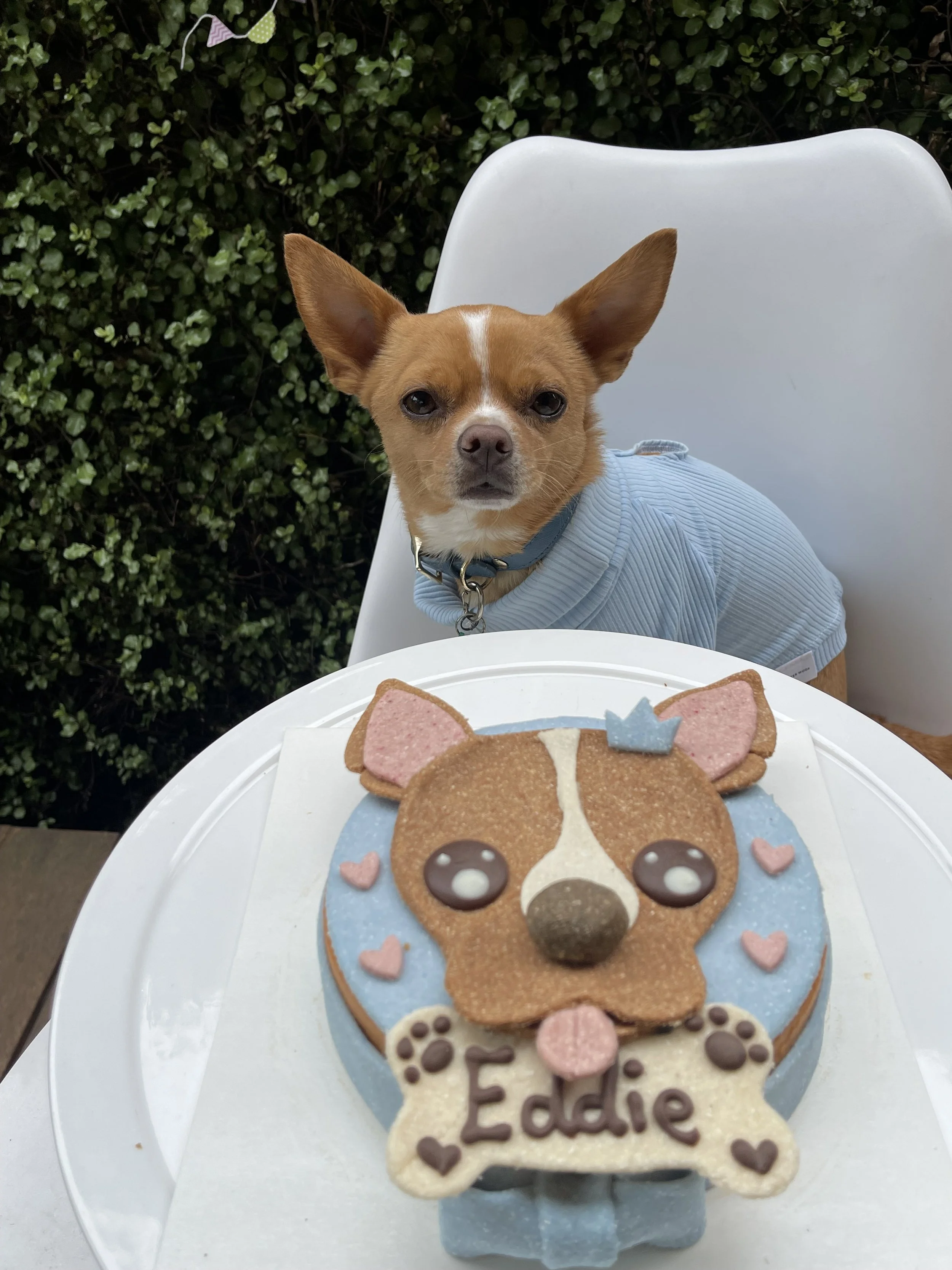 Supaw Pet Bakery Birthday Campaign