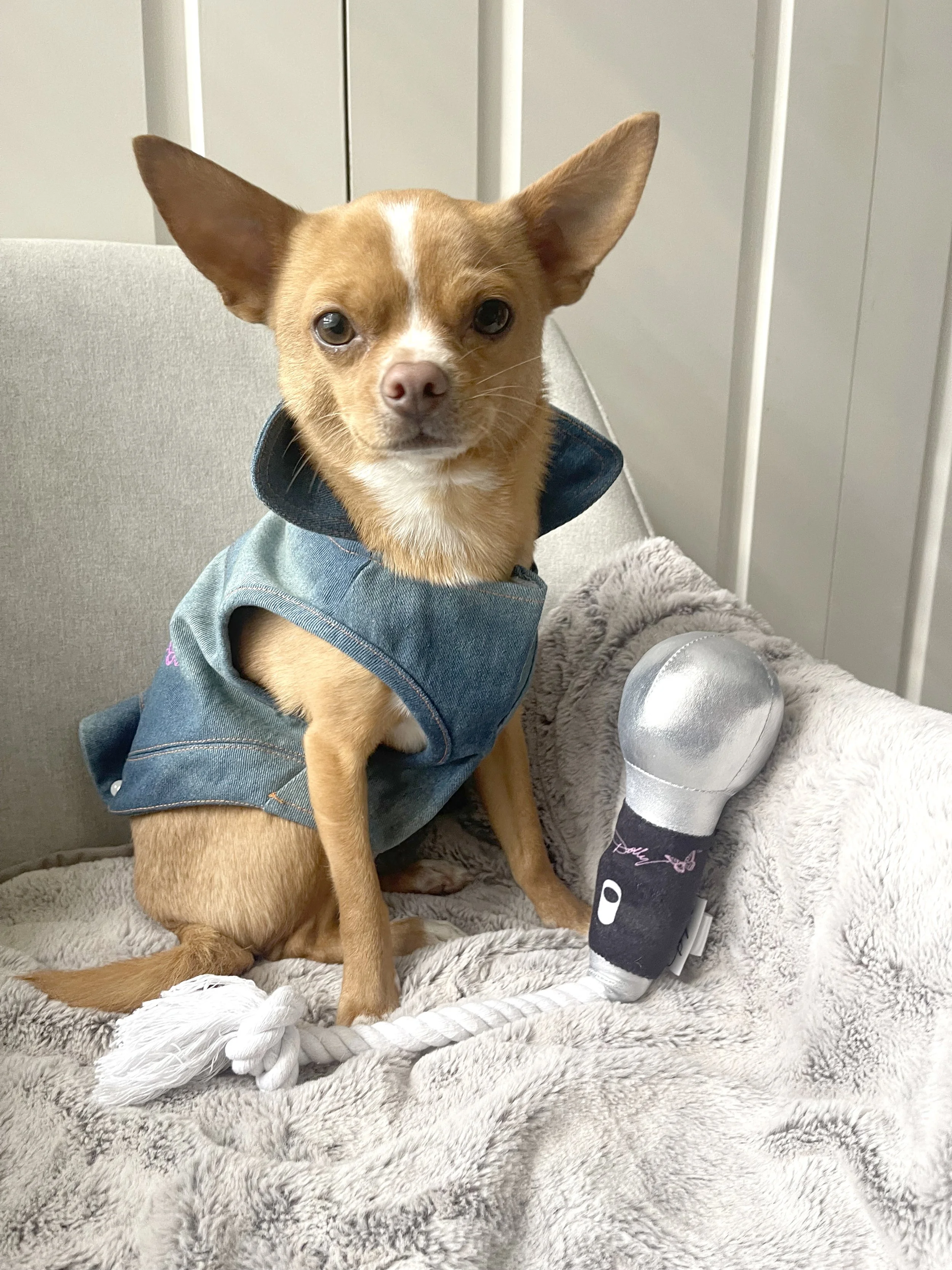 Petbarn Dolly Parton / Doggy Parton Campaign