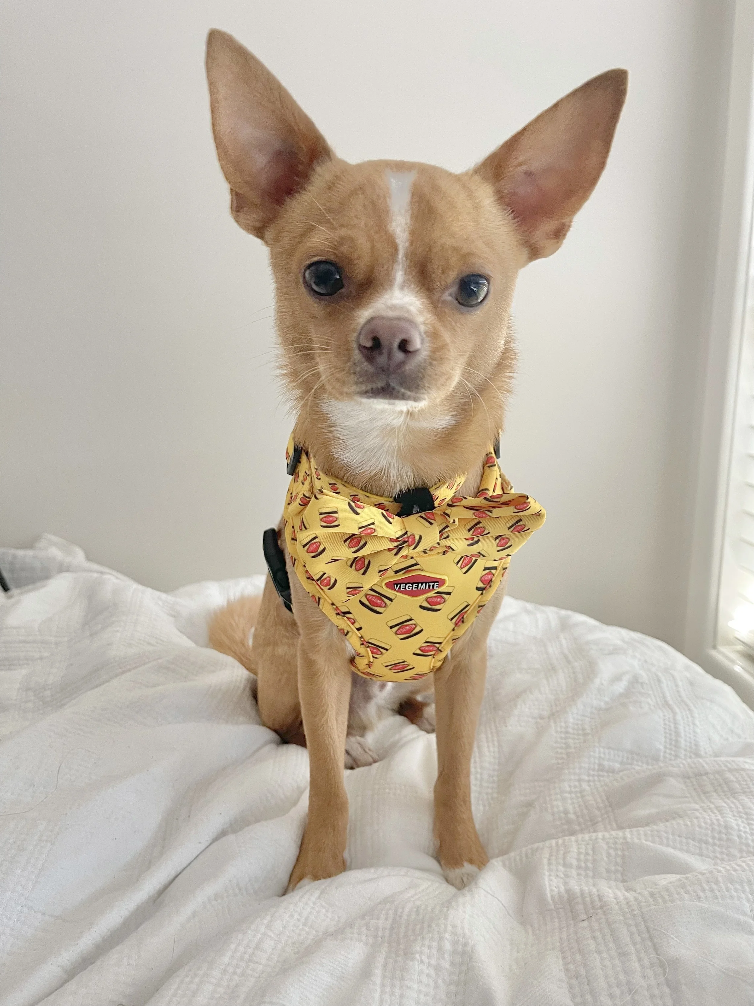 Vegemite Pet Campaign