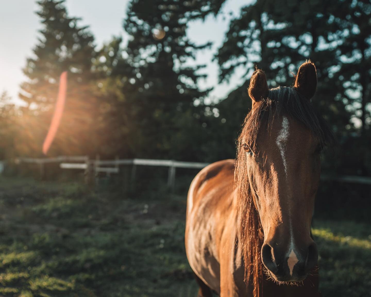 Hi my name is Fran 👋🏻 and I am addicted to glowy sunlight shots!

Seriously though&hellip; how can I not be?! I mean look at it 😍! I vote for lots of contrast with that sun, over evenly lit Images any day of the week.

#yeghorse #yegphotographer #