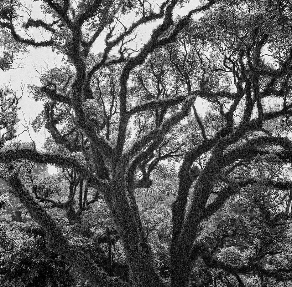 hairy tree resize.jpg