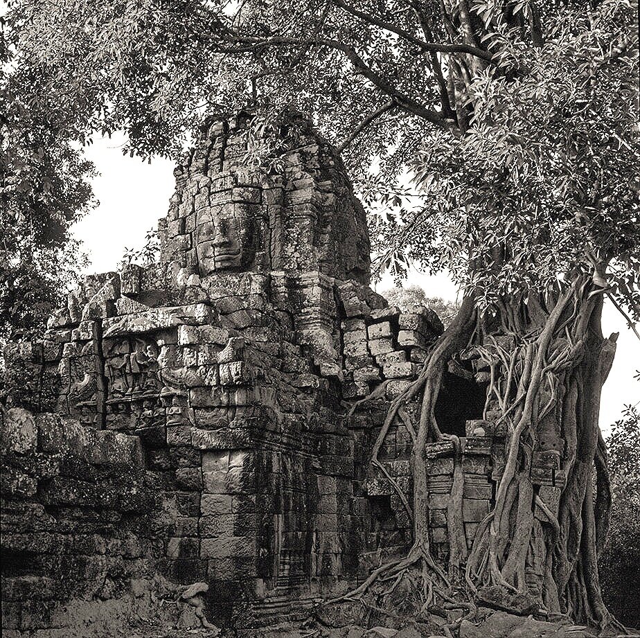 tree+gate+2.jpg