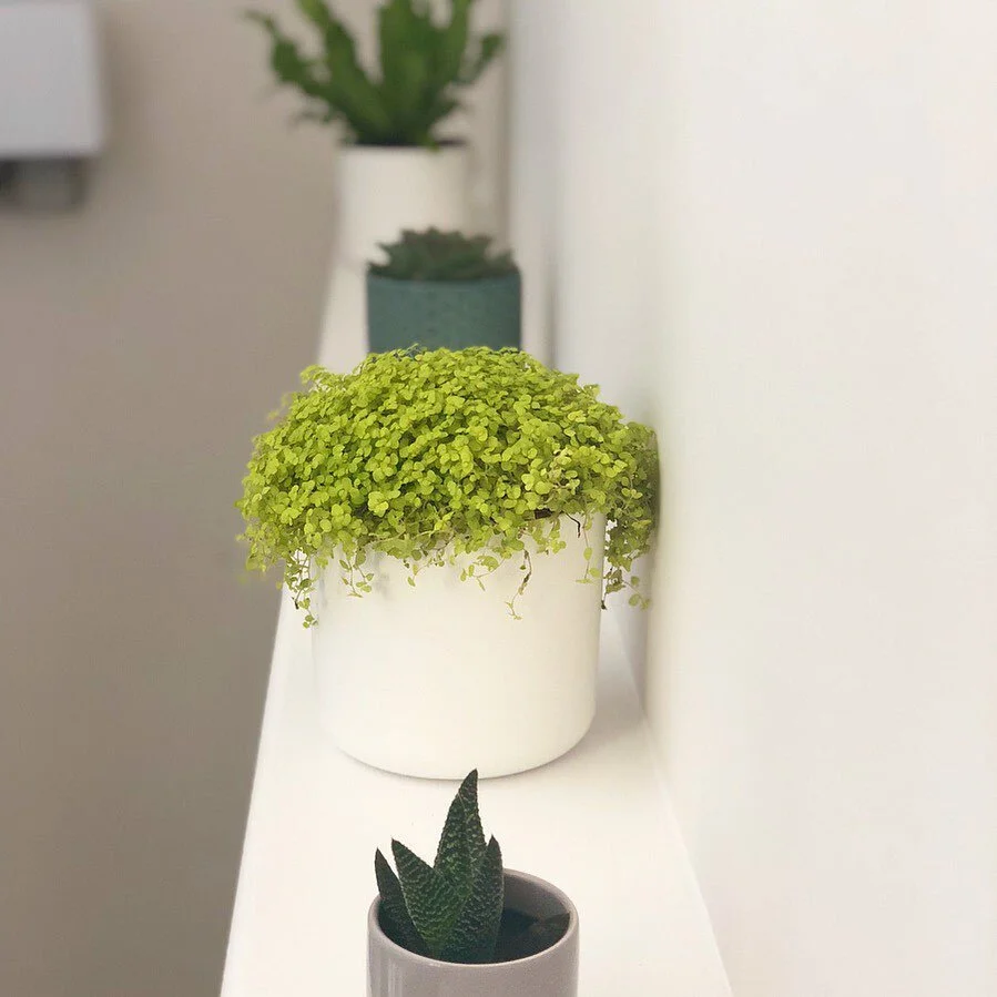 Plant Life is life! 

🌿 Trust me get some green in your life Whatever your aptitude for greenery there is a plant for you! This is not an ad but some tips that will help you on your journey to green heaven! And there are plenty of helpful apps to ke