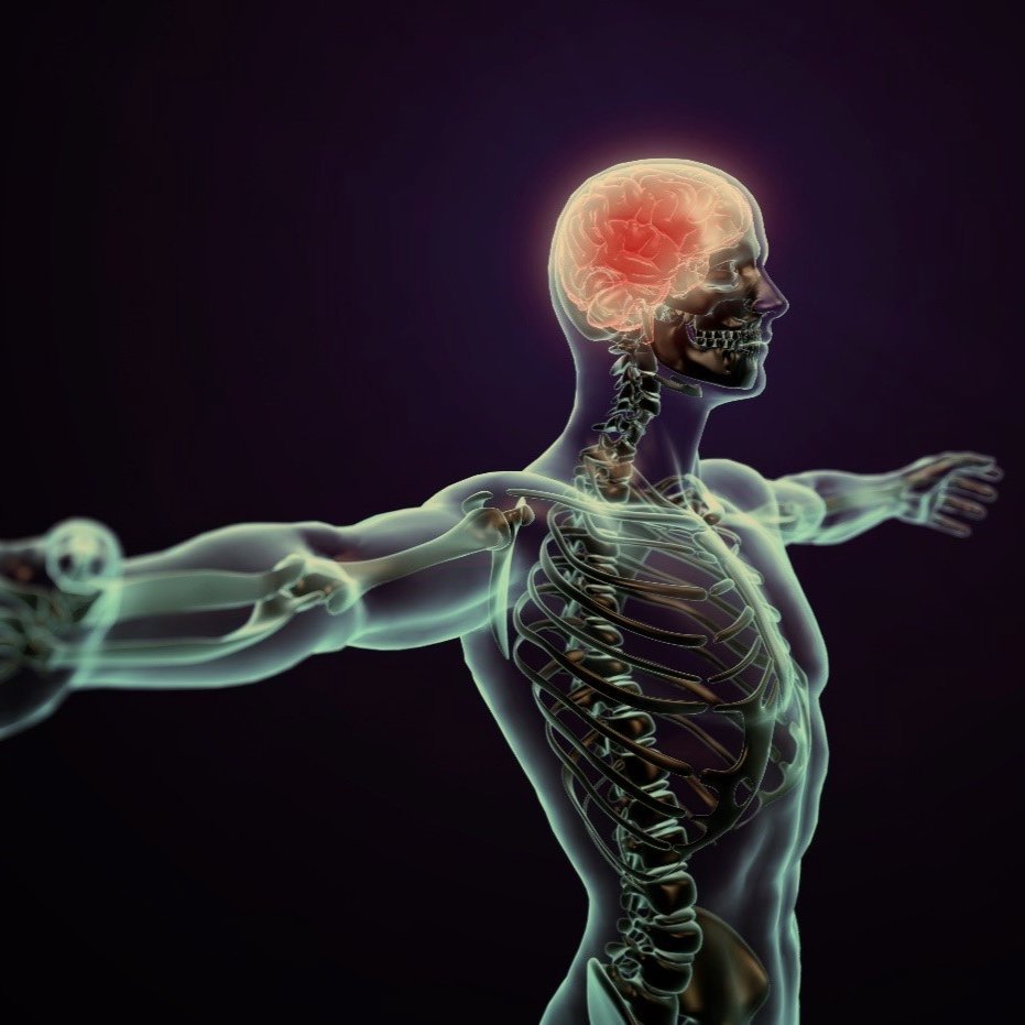 Healthspan Part 6: The Central Nervous System and Exercise: Enhancing Neurological Health for a Longer Healthspan