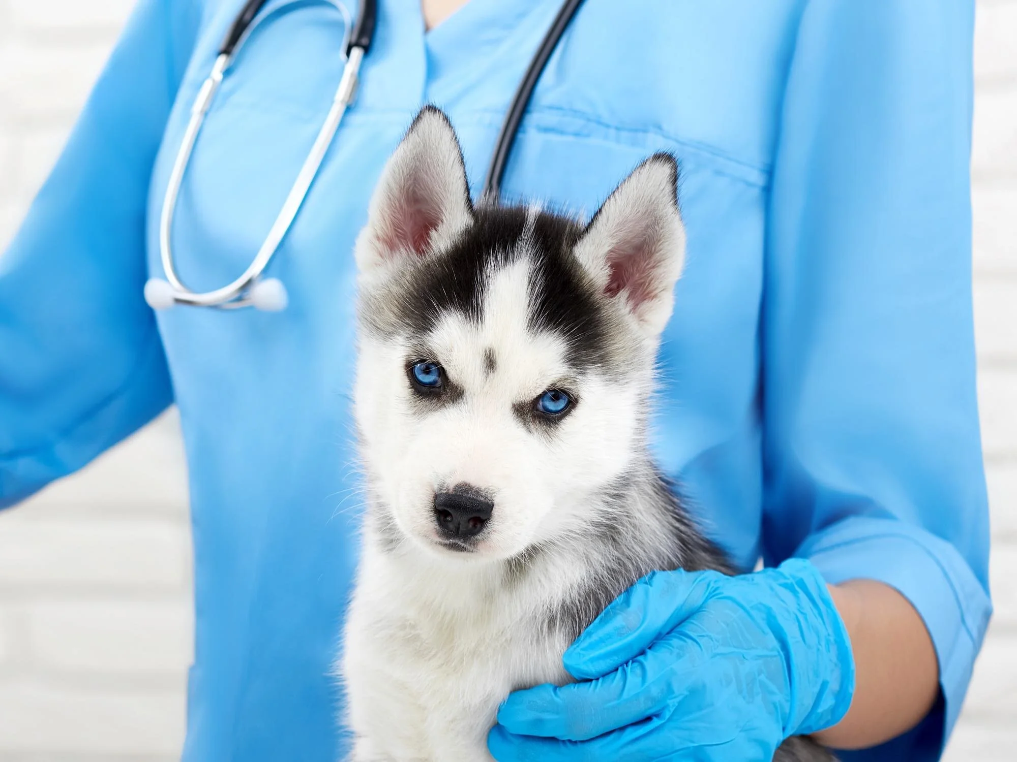 small animals banner 4.jpg