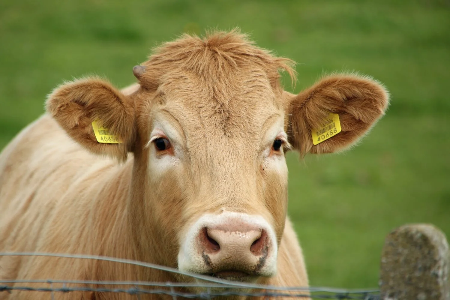 closeup-shot-head-brown-cow-with-identification-tags-ears.jpg