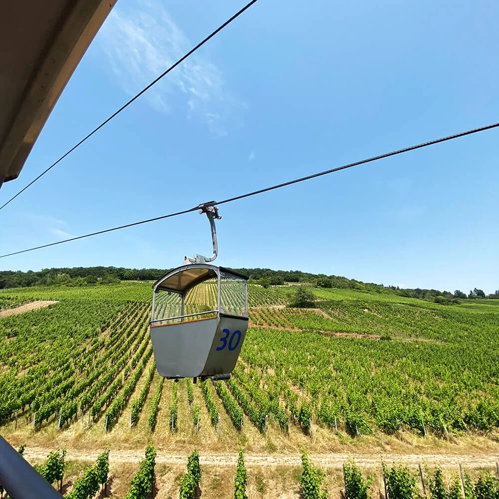 Drive over Rüdesheim vineyards