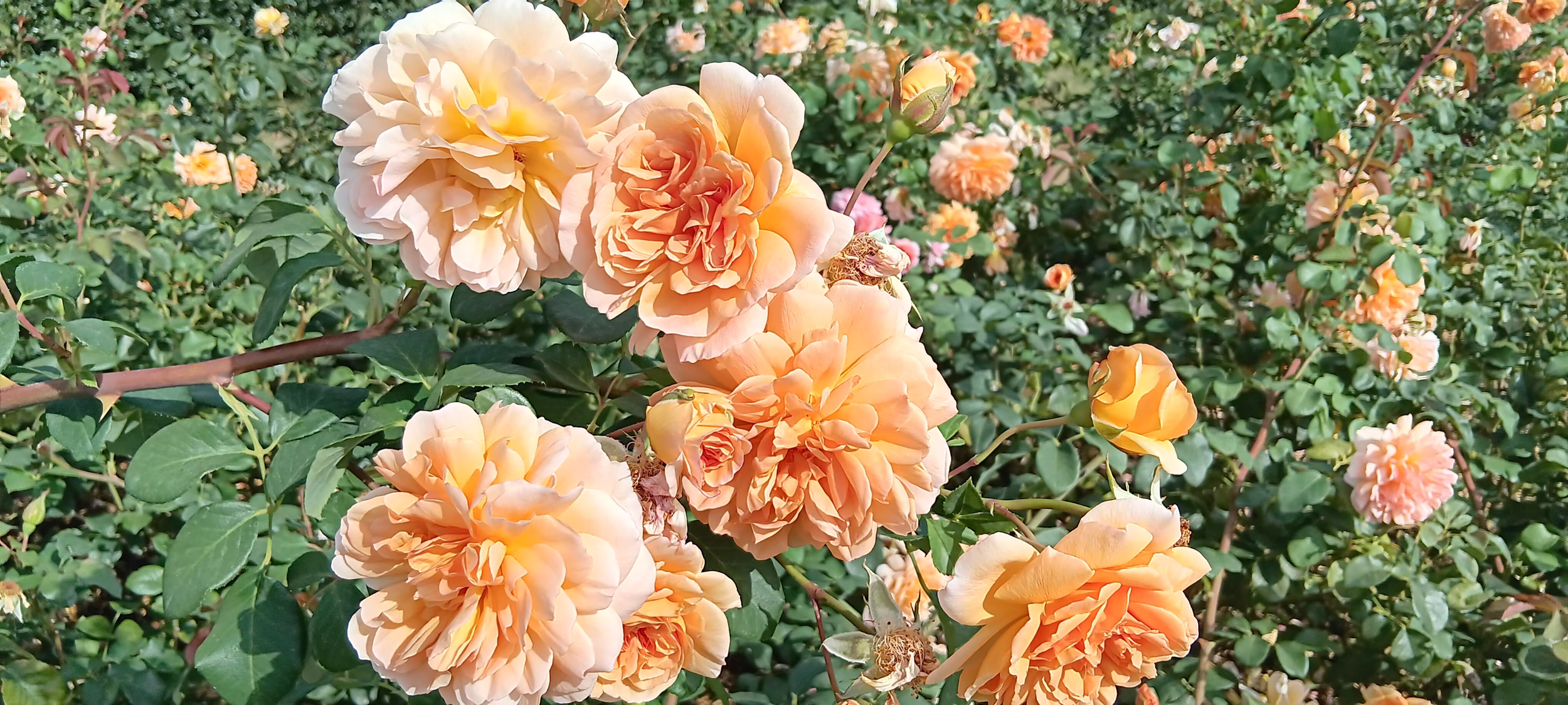 Recharging Hope, Wonder and Delight at Kew Gardens
