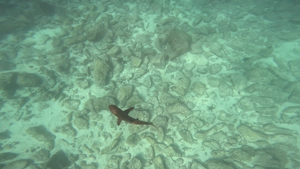 Baby Shark.PNG