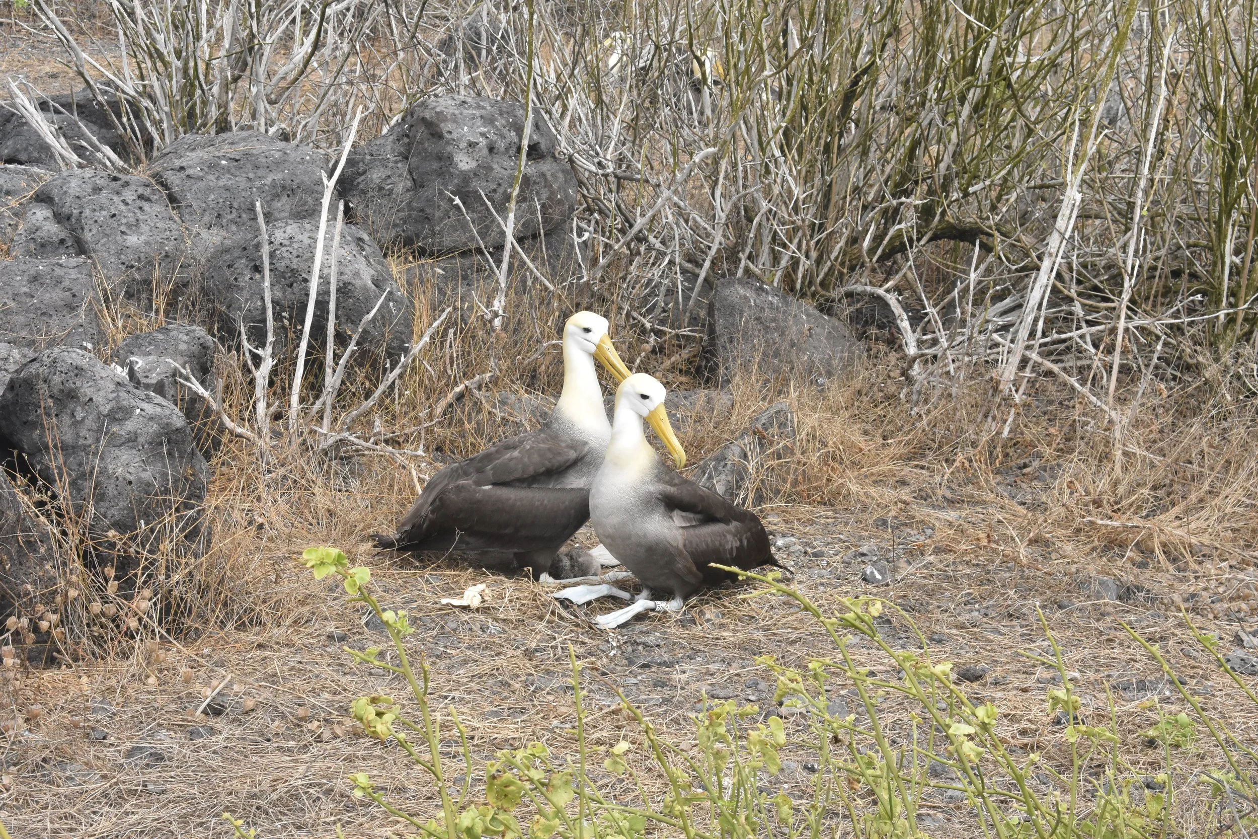 DSC_0677.JPG